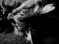 Hemes  The Cat20100518 0065